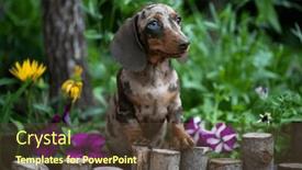  Presentation with dog - Presentation theme enhanced with dog-dachshund-puppy-dog-brovn background and a tawny brown colored foreground