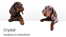  Presentation with dachshund - Beautiful PPT theme featuring dog dachshund with blank billboard backdrop and a white colored foreground