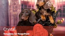  Presentation with love heart - PPT theme consisting of dog-dachshunds-puppies-and-heart background and a tawny brown colored foreground
