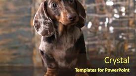  Presentation with puppy - PPT layouts with dog-dachshunds-puppy-dog-portrait background and a tawny brown colored foreground