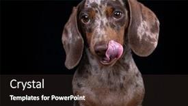  Presentation with dog food - Audience pleasing presentation theme consisting of dog-dachshunds-puppy-licks-nose backdrop and a dark gray colored foreground