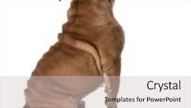  Presentation with old dog - Presentation theme consisting of dog dancing - bulldog dancing on white background - 6 months old background and a light gray colored foreground