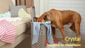  Presentation with messy - Slide deck with dog demolishes clothes in messy room background and a tawny brown colored foreground