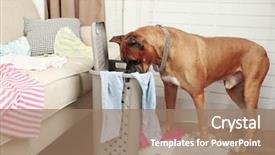  Presentation with messy - Amazing presentation theme having dirty house - dog demolishes clothes in messy backdrop and a coral colored foreground