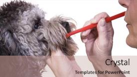  Presentation with animal health - Colorful theme enhanced with dog dental health backdrop and a coral colored foreground