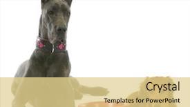  Presentation with dog food - Amazing PPT layouts having dog dinner time - great dane backdrop and a blonde colored foreground