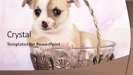  Presentation with sitting posture and computer ergonomics - Beautiful theme featuring dog drinking coffee - chihuahua puppy sitting in vase backdrop and a lemonade colored foreground