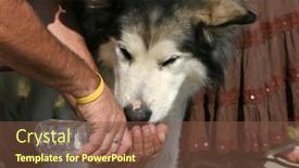  Presentation with wild dog - 