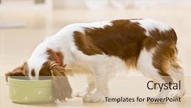  Presentation with dog food - PPT theme consisting of dog eating food from bowl background and a lemonade colored foreground