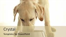  Presentation with dog food - PPT theme consisting of dog eating food from bowl background and a soft green colored foreground