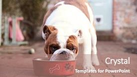 Presentation with american bull dog - PPT theme having dog eating from dog bowl background and a coral colored foreground