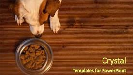  Presentation with pet food - PPT layouts consisting of dog eats food from bowl background and a tawny brown colored foreground