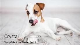  Presentation with pet food - Slides consisting of dog eats food from bowl background and a light gray colored foreground