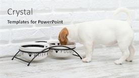  Presentation with dog food - Beautiful PPT theme featuring dog-eats-food backdrop and a white colored foreground