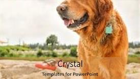  Presentation with people enjoying - Slide deck featuring dog enjoying the outdoors on a beautiful summer day with people kayaking in the river background and a yellow colored foreground