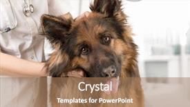  Presentation with veterinary - Slide deck enhanced with german shepherd - dog examination by veterinary doctor background and a coral colored foreground