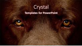  Presentation with eyes - Theme with dog eyes expression background and a wine colored foreground