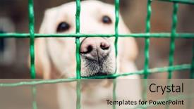  Presentation with veterinary - Cool new presentation design with dog face behind bars veterinary backdrop and a mint green colored foreground