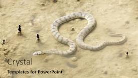  Presentation with mangrove - PPT theme consisting of dog-faced-snake-cerberus-rynchops background and a coral colored foreground