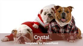  Presentation with english bulldog - Theme featuring dog family - english bulldog father background and a tawny brown colored foreground