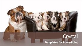 Presentation with english bulldog - Amazing PPT theme having dog family - english bulldog father backdrop and a tawny brown colored foreground