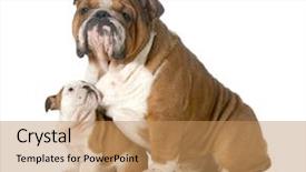  Presentation with english bulldog - Cool new theme with dog family - english bulldog father backdrop and a coral colored foreground