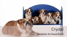  Presentation with english alphabet set in old - Slide deck enhanced with dog family - english bulldog father background and a  colored foreground
