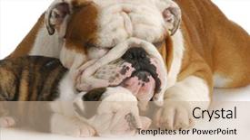  Presentation with english bulldog - Beautiful presentation theme featuring dog family - english bulldog father backdrop and a coral colored foreground