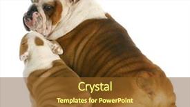  Presentation with english bulldog - Cool new slides with dog family - english bulldog father backdrop and a tawny brown colored foreground