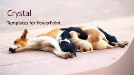  Presentation with dog feeds - Presentation design enhanced with dog female feeds small puppies background and a sky blue colored foreground