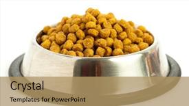  Presentation with dog food - Colorful theme enhanced with dog food isolated backdrop and a coral colored foreground