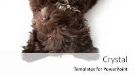  Presentation with poodle - Presentation theme enhanced with dog-funny-portrait-of-cute background and a white colored foreground