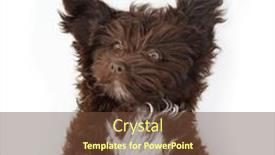  Presentation with poodle - Slides consisting of dog-funny-portrait-of-cute background and a tawny brown colored foreground