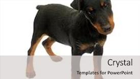  Presentation with deutsche deutsch rottweiler guard dog - Presentation having head hunting - dog german hunt terrier jagdterrier background and a light gray colored foreground