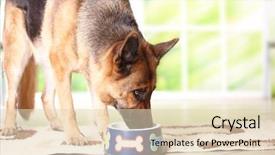  Presentation with german - Theme featuring dog german shepherd eating background and a lemonade colored foreground