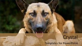  Presentation with german - PPT layouts having dog german shepherd background and a coral colored foreground