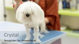  Presentation with pet grooming - PPT layouts with dog-gets-hair-cut background and a light blue colored foreground