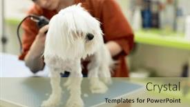  Presentation with grooming pet - Presentation design with dog-gets-hair-cut background and a mint green colored foreground