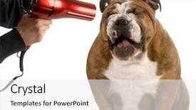  Presentation with english bulldog - Audience pleasing PPT theme consisting of dog getting groomed - english bulldog backdrop and a white colored foreground