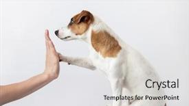  Presentation with human animals - PPT theme having dog greeting and human training background and a light gray colored foreground