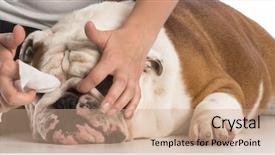  Presentation with wrinkle - Presentation theme having dog grooming - cleaning a bulldog background and a coral colored foreground
