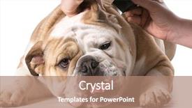  Presentation with grooming dog - Slide deck with dog grooming - english bulldog getting background and a coral colored foreground