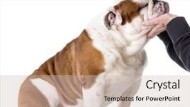  Presentation with grooming dog - Presentation theme featuring dog grooming - english bulldog getting background and a soft green colored foreground