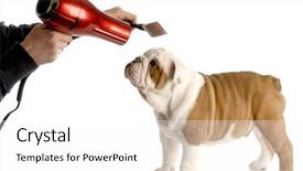  Presentation with grooming dog - Presentation theme consisting of dog grooming - hands brushing nine background and a white colored foreground