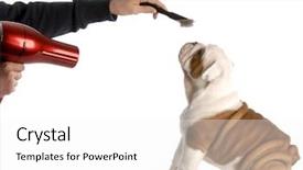  Presentation with grooming dog - Slides having dog grooming - hands brushing nine background and a white colored foreground