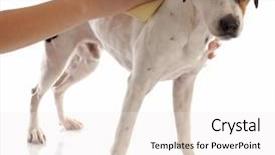  Presentation with grooming dog - Slides consisting of dog grooming - jack russel terrier background and a white colored foreground