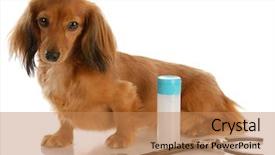  Presentation with grooming dog - Cool new presentation theme with  backdrop and a  colored foreground.