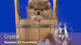  Presentation with grooming dog - 