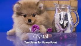  Presentation with grooming dog - 