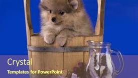  Presentation with grooming dog - 